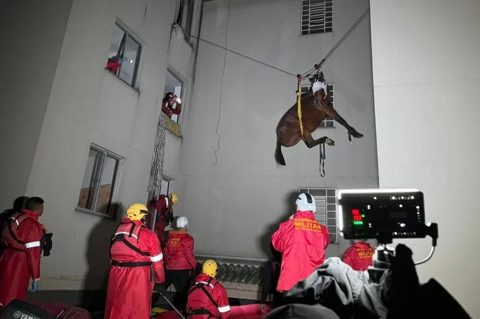 Resgate da égua que estava refugiada das aguas em São Leopoldo, foi realizado com sucesso; veja o vídeo abaixo