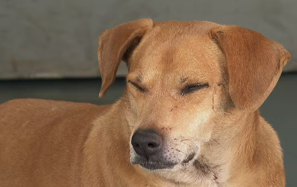 Amor Incondicional – Há 8 anos, cachorro espera por tutora que morreu na Santa Casa da cidade